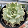 Echeveria pink tips - comprar online