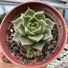 Echeveria fabiola - comprar online