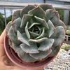 Echeveria PGF28 - comprar online