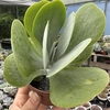 Kalanchoe thyrsiflora (orelha de elefante) - comprar online