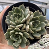 Echeveria shamrock - comprar online