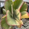 Kalanchoe fantastic - comprar online