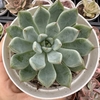 Echeveria mexensis zaragoza - comprar online