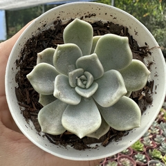 Graptoveria alabaster gem