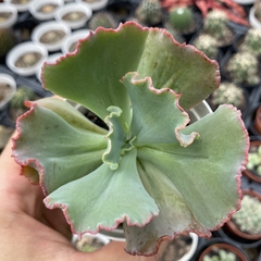 Echeveria gibbiflora kavaradossi - comprar online