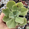 Echeveria gibbiflora purple twister - comprar online