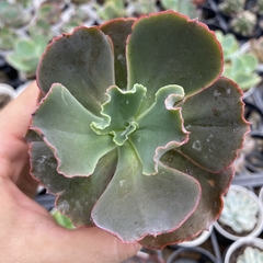 Echeveria gibbiflora kasumi - comprar online