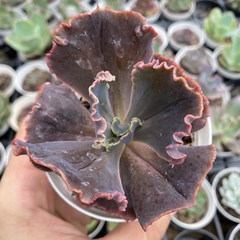 Echeveria gibbiflora híbrida gladis cuevas (carúnculas) - comprar online