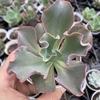 Echeveria gibbiflora aquarius - comprar online