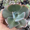 Echeveria gibbiflora etna - comprar online