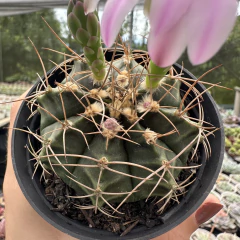 Gymnocalycium mihanovichii na internet