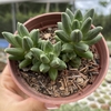 Pachyphytum compactum - comprar online