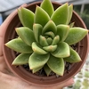 Echeveria agavoides estrela - comprar online