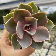 Echeveria rainbow - comprar online