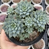 Echeveria crissy n'Ryan - comprar online