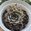 Echeveria fantasy rose - comprar online