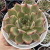 Echeveria vertix rubrae - comprar online