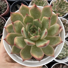 Echeveria vertix rubrae - comprar online