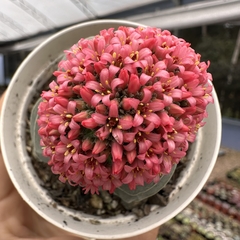 Crassula morgan's beauty na internet
