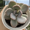 Echeveria margaret rose - comprar online