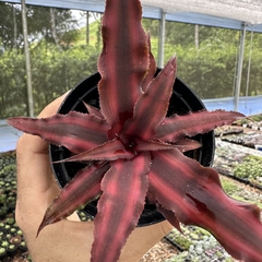 Cryptanthus bivittatus - comprar online