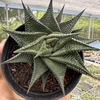 Haworthia limifolia spiralis - comprar online