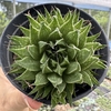 Haworthia marumiana - comprar online