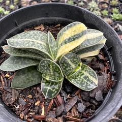 Gasteria gracilis variegata - comprar online