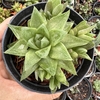 Haworthia cymbiformis - comprar online