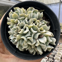 Echeveria topsy turvy cristata