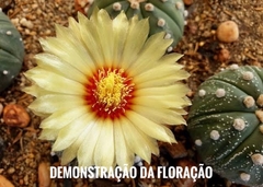 Astrophytum asterias five ribs V type - comprar online