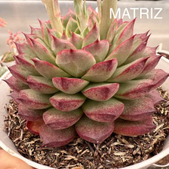Echeveria nymeria (Korean) - comprar online