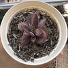 Adromischus trigynus calico hearts