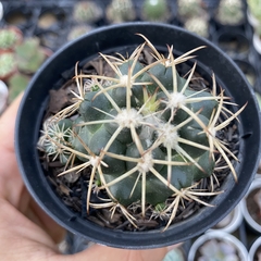 Discocactus petr-halfari - comprar online