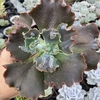 Echeveria gibbiflora Tomorrowland - comprar online