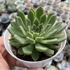 Echeveria anita - comprar online