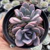 Graptoveria debbie - comprar online