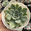 Echeveria alfred - comprar online