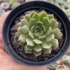 Echeveria olivia - comprar online