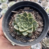 Echeveria costanay - comprar online