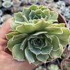 Echeveria judith - comprar online