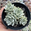 Echeveria deresina - comprar online