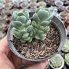 Echeveria spring jade - comprar online