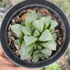 Haworthia retusa - comprar online