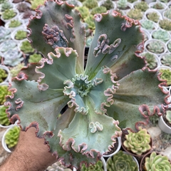 Echeveria gibbiflora faxai (verrugas) - comprar online