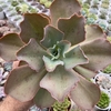 Echeveria gibbiflora takasago no okina - comprar online