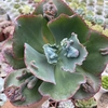 Echeveria gibbiflora bumps - comprar online