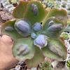 Echeveria gibbiflora lilac snow - comprar online