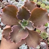 Echeveria gibbiflora Lucy V - comprar online