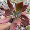 Echeveria diamond state - comprar online